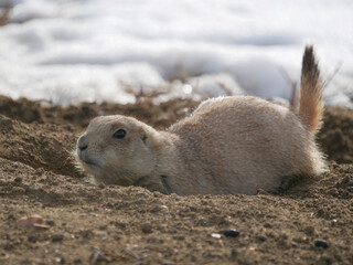 Prairie Dogs in the snow in Colorado