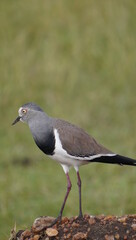  Spur winged plover looking up to the sky