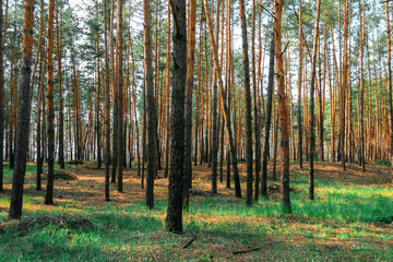 Pine forest on a sunny summer evening. In the rays of the setting sun