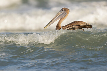 A brown pelican (Pelecanus occidentalis) swimming in the sea with waves crashing.