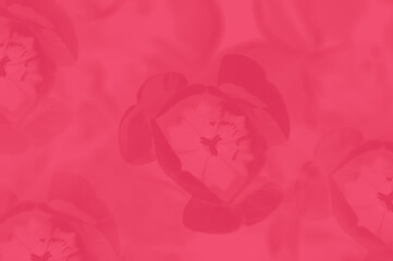 Viva magenta soft floral Valentine day background with tulip pattern