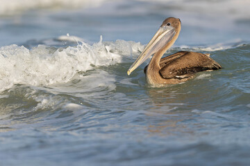 A brown pelican (Pelecanus occidentalis) swimming in the sea with waves crashing.