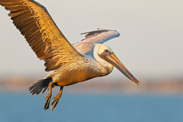 A brown pelican (Pelecanus occidentalis) in flight