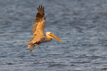 A brown pelican (Pelecanus occidentalis) in flight