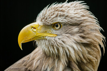 Europäischer Seeadler im Profil