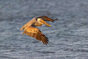A brown pelican (Pelecanus occidentalis) in flight