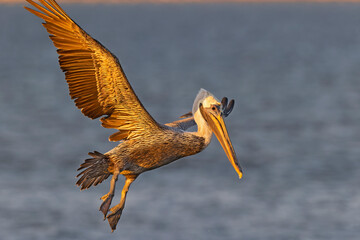A brown pelican (Pelecanus occidentalis) in flight
