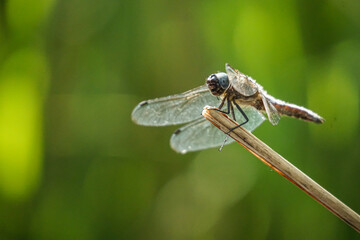 Libelle