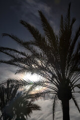 Fototapeta premium Background tropical palm trees