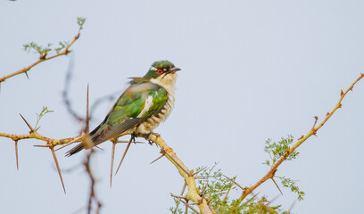 The diederik cuckoo (Chrysococcyx caprius) is a smallish cuckoo at 18 to 20 cm. Adult males are glossy green above with copper-sheened areas on the back and whitish underparts.