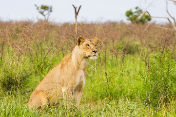 In wild African savannahs, lions (Panthera leo) usually hunt in areas close to water.