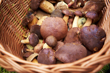 Hand holding a basket with wild edible mushrooms in the forest