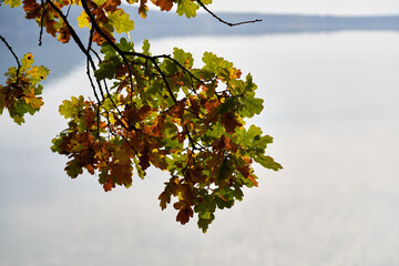 Oak leaves on a branch in autumn, with a lake in the background
