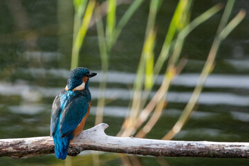 The back of a juvenile male common kingfisher perched on a branch. At Lakenheath Fen nature reserve in Suffolk, UK