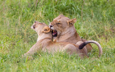 In wild African savannahs, lions (Panthera leo) usually hunt in areas close to water.