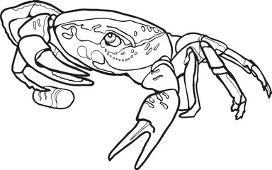  Crab Coloring Page Images