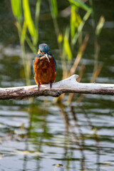 Close up of a juvenile male common kingfisher perched on a branch, with fish in bill. At Lakenheath Fen nature reserve in Suffolk, UK
