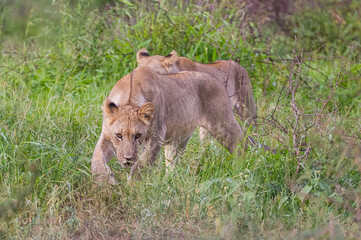 Lions (Panthera leo) often hunt in groups at National Parks in South Africa.