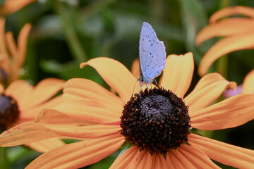 Bläuling auf einer Sonnenhutblüte, Lycaenidae