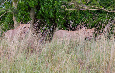 In wild African savannahs, lions (Panthera leo) usually hunt in areas close to water.