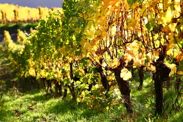 colourful vineyards 