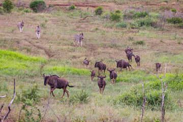 There are a lot of ox-headed antelopes are found in the Imfolozi game reserve in South Africa.