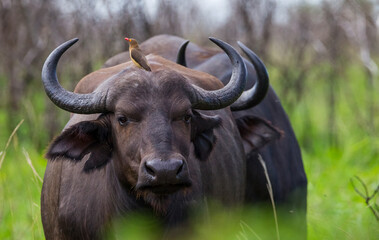 Red-billed oxpecker (Buphagus erythrorhynchus) is a resident African bird. It eats insects, often perching on antelopes and buffaloes.