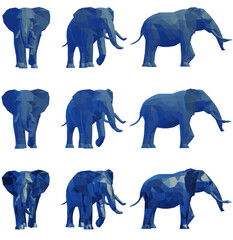 Obraz premium elephant 