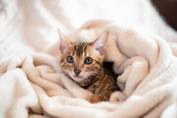 Portrait of bengal cat covered in white warm blanket, feline kitten lying on the sofa.The most expensive cat breed in the world.Typography design with cat