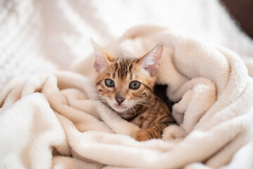 Portrait of bengal cat covered in white warm blanket, feline kitten lying on the sofa.The most expensive cat breed in the world.Typography design with cat