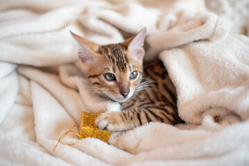 Fototapeta na wymiar Portrait of bengal kitten with present box, cat is covered in white blanket, holidays banner 