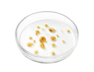 Petri dish with bacteria on white background
