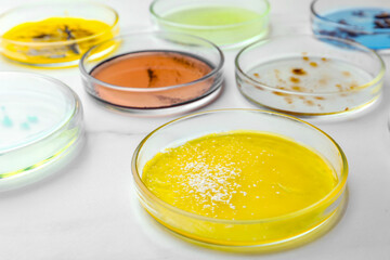 Petri dishes with different bacteria colonies on white background, closeup