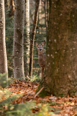 Curious roe in the enchanted forest © Kozma