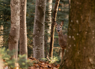 Curious roe in the enchanted forest