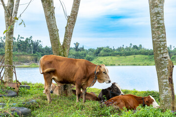 Herd of tamed cows resting and grazing at the grass field near a river
