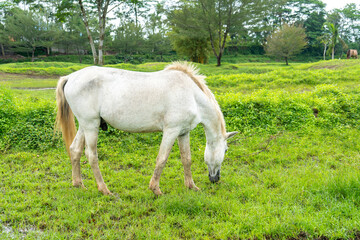 Obraz na płótnie Canvas A white horse eating grass at a field taken from its side