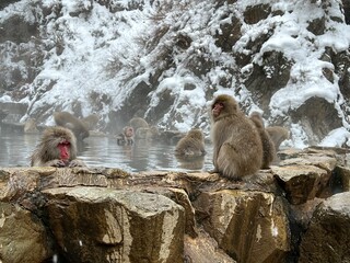 Obraz premium japanese macaque with baby