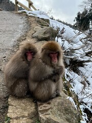 a long tailed macaque