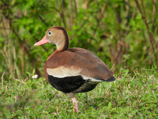 Black-bellied whistling ducks at Lake Apopka Wildlife Drive
