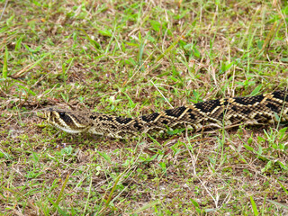 Eastern diamondback rattlesnake on a central Florida hiking trail