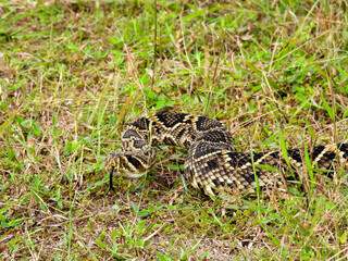 Eastern diamondback rattlesnake on a central Florida hiking trail