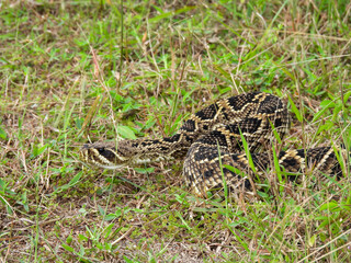 Eastern diamondback rattlesnake on a central Florida hiking trail
