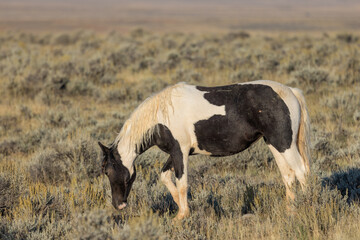 Obraz premium Wild Horse in Autumn in the Wyomign Desert