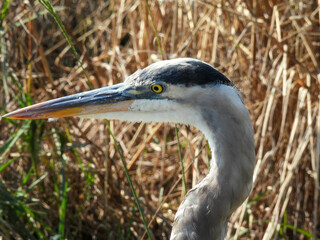 Great blue heron at Lake Apopka Wildlife Drive