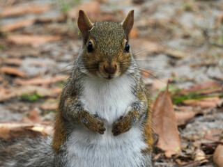 Squirrel on the ground looking around