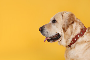 Cute Labrador Retriever in dog collar on orange background. Space for text