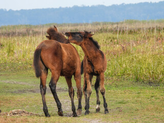Wild horses at Paynes Prairie Preserve State Park in Florida