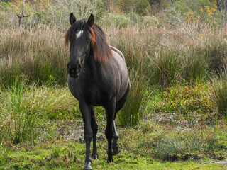 Wild horses at Paynes Prairie Preserve State Park in Florida