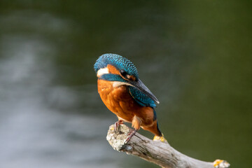 Adult male kingfisher sitting on a perch at Lakenheath Fen nature reserve in Suffolk, UK